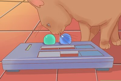 How to Celebrate National Cat Day