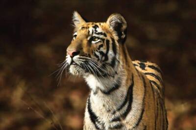 No More Paper Tiger: Endangered Big Cat's Numbers Climb as India Marks 50 Years of Conservation Project