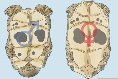 How to Tell If a Turtle Is Male or Female