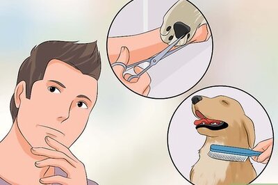 How to Become a Dog Groomer