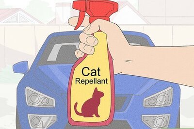 How to Keep Cats Off Your Car: Natural Repellents & Preventative Solutions