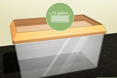 How to Set Up a Hissing Cockroach House