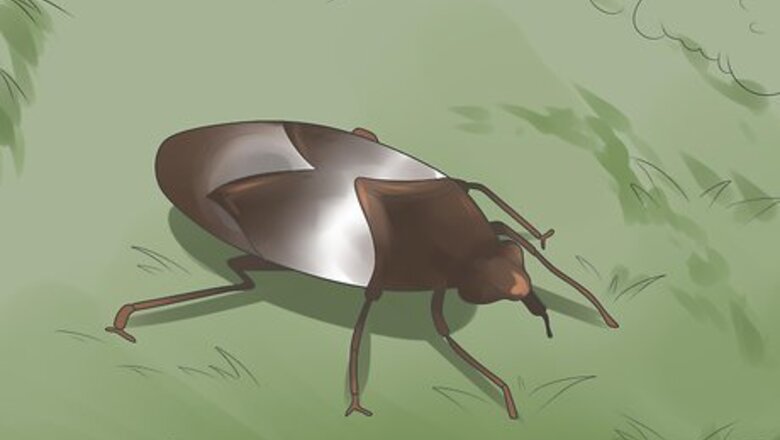 How to Control Whiteflies