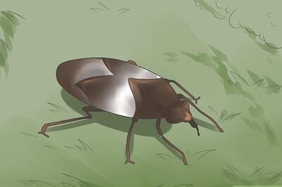 How to Control Whiteflies
