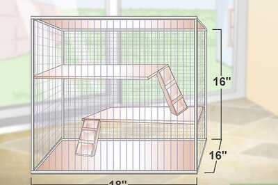 How to Care for Chinchillas