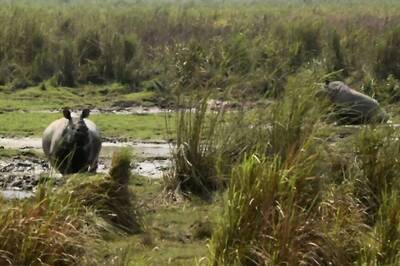 Early Humans Were In The Philippines 700,000 Years Ago, Ate Rhino: Study