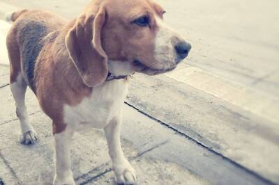 Maha: Leopardess, 2 Foxes, Wild Cat, 3 Dogs Found Dead in Bhandara, Poisoning Suspected