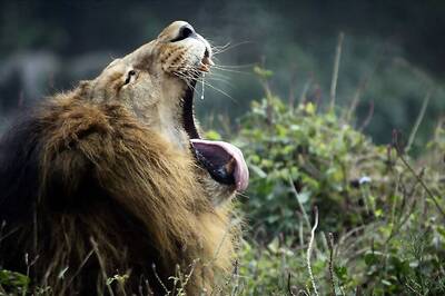 Meat Shortage Hits UP Zoos, Pregnant Lioness Refuses to Eat Chicken