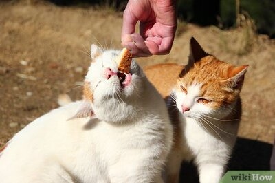 How to Know when You Have Too Many Pets