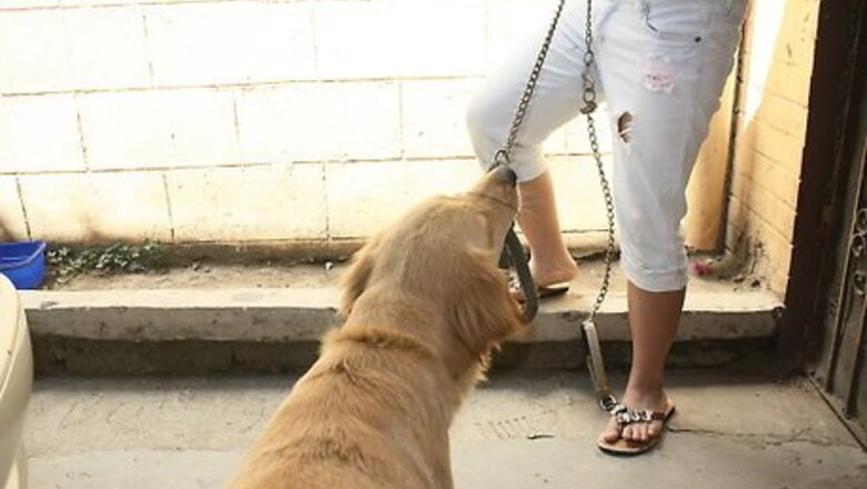 How to Lead Train a Dog or Puppy