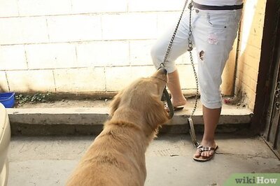 How to Lead Train a Dog or Puppy