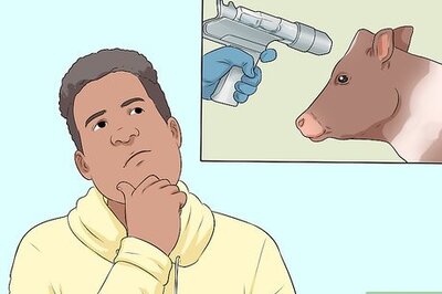 How to Slaughter Cattle