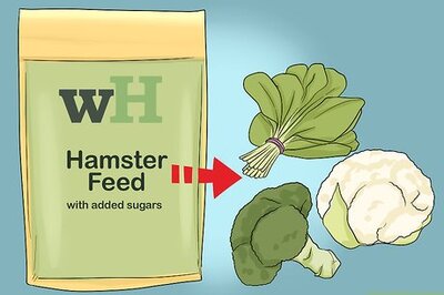 How to Deal With Diabetes in Hamsters