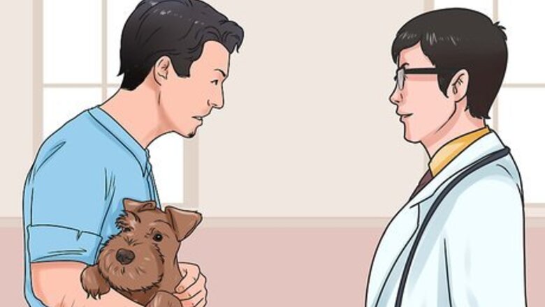 How to Identify and Treat Mange in Dogs