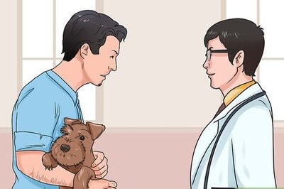 How to Identify and Treat Mange in Dogs