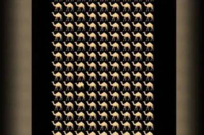 Optical Illusion: Spot The Different Camel In 5 Seconds