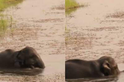 This Video Of Baby Elephant Enjoying Mud Bath Is Adorable
