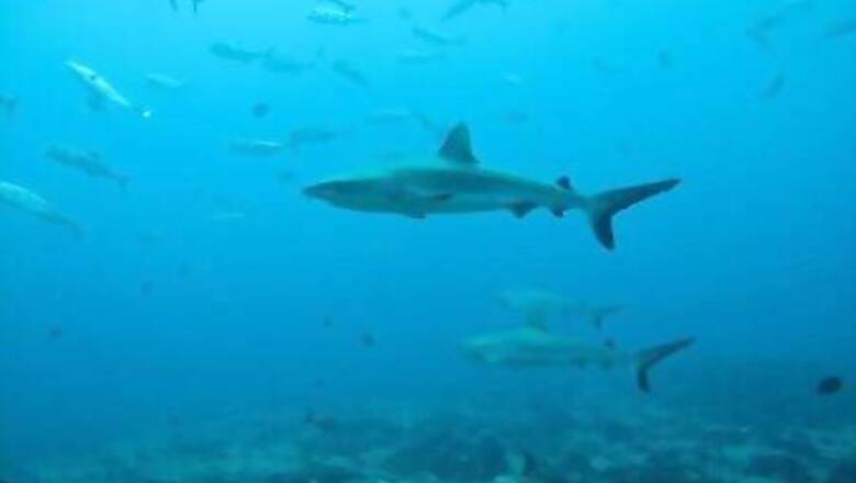 'Secret' life of sharks: Study reveals their surprising social networks