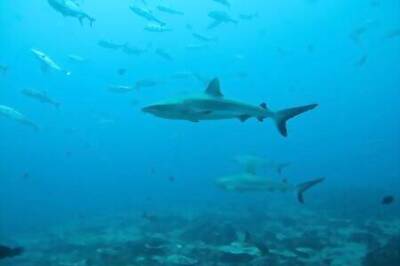 'Secret' life of sharks: Study reveals their surprising social networks
