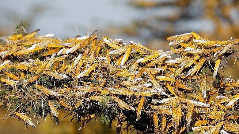 Locust Swarms Attack Crops, Trees in Villages of Madhya Pradesh's Banda & Mahoba Districts