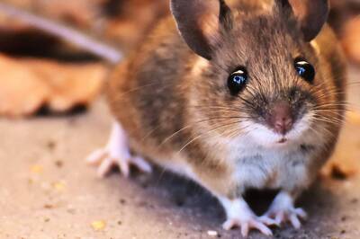 DRDO's Team is Creating 'Rat Cyborgs' For Intelligence Surveillance And Recovery Operations