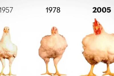 Did You Know? Chicken Sizes Have Increased Over Time, And World War II Played a Big Role