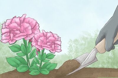 What Does the ???????????????? Leaf Emoji Mean?