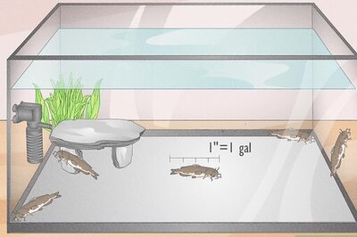 How Many Fish Can You Place in a Fish Tank?