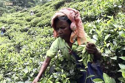 Special Assam tea to be served at the grand Nobel Prize banquet on Wednesday