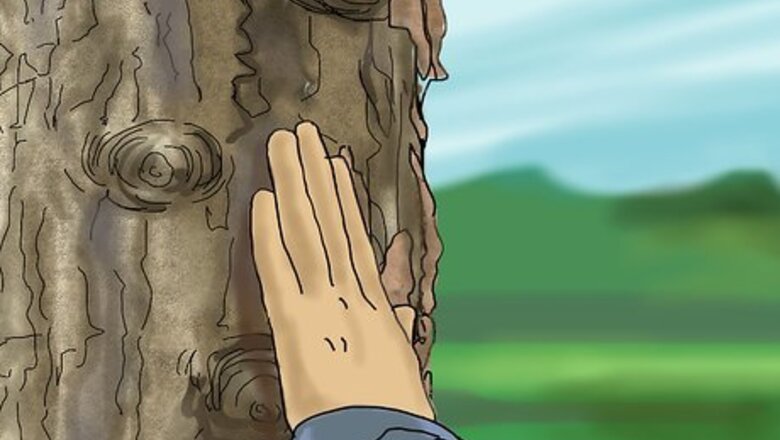How to Identify a Sycamore Tree