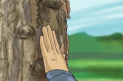 How to Identify a Sycamore Tree