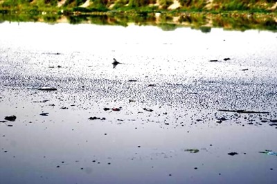 Farming along Yamuna: Congress seeks 'agreeable solution' for farmers