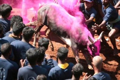 Pondy Assembly Speaker Calls for Conducting Jallikattu