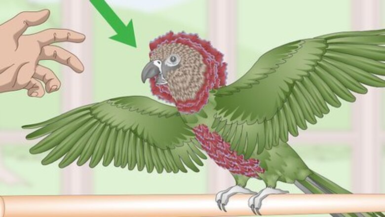 How to Know if a Hawk‐Headed Parrot Is Right for You