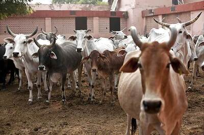 Madras High Court Stays Government's Cattle Notification for Four Weeks