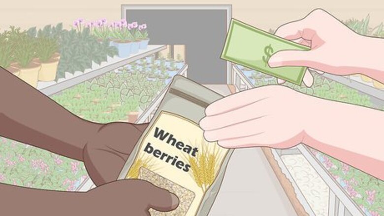 How to Grow Wheatgrass Without Soil