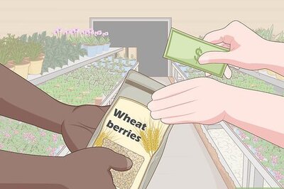How to Grow Wheatgrass Without Soil