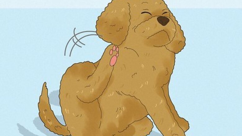 How to Detect Fleas