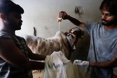 Pakistanis take livestock to 'cow wash' ahead of Eid