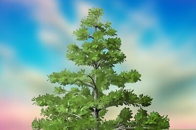 How to Harvest Pine Nuts