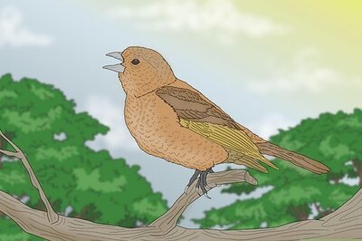 8 Expert-Backed Explanations Behind Birds' Early Morning Singing