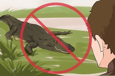 How to Avoid an Alligator Attack