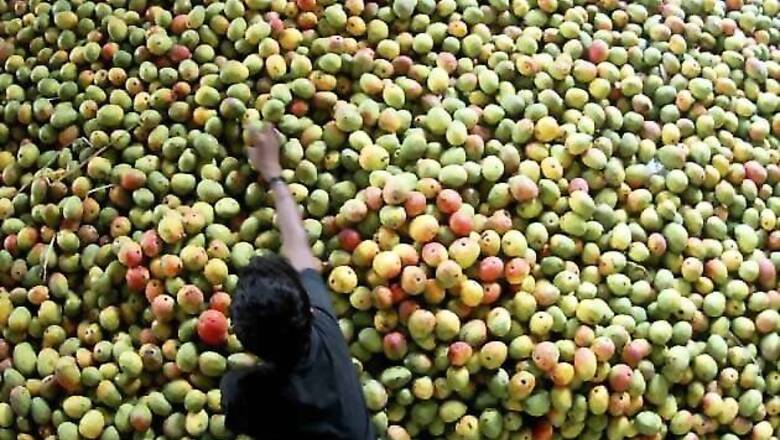 Maharashtra government sets up probe into falling mango prices