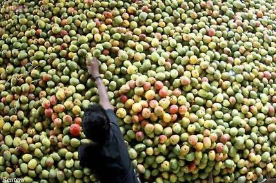 Maharashtra government sets up probe into falling mango prices