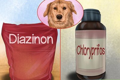 How to Avoid Poisoning Your Dog with Lawn Chemicals