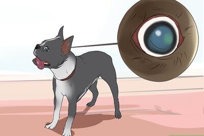 How to Treat Eye Problems in Boston Terriers