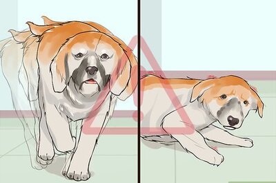 How to Handle Hypoglycemia in Young Puppies