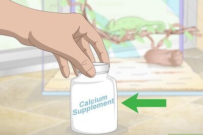 How to Prevent MBD in Chameleons