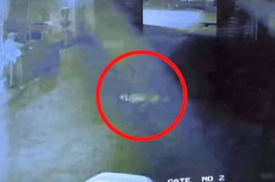 Stray Dog Thrown From Seventh Floor In Greater Noida | Video