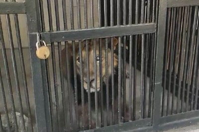 Seflie With Lion Turns Deadly For Andhra Man Who Entered Its Enclosure In Inebriated State